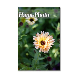 1441) 春の花　フリチラリア・.ルピナス・カレンジュラ・水仙.　   ポストカード5枚組 2枚目の画像