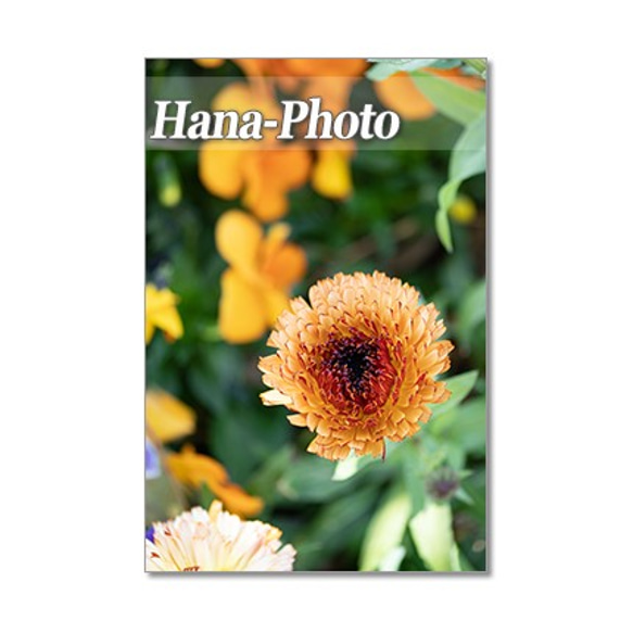 1441) 春の花　フリチラリア・.ルピナス・カレンジュラ・水仙.　   ポストカード5枚組 4枚目の画像