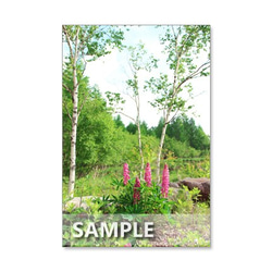 セット　5枚選べるポストカード　　「32 清々しい八千穂高原」 4枚目の画像