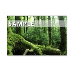 セット　5枚選べるポストカード　　「32 清々しい八千穂高原」 5枚目の画像