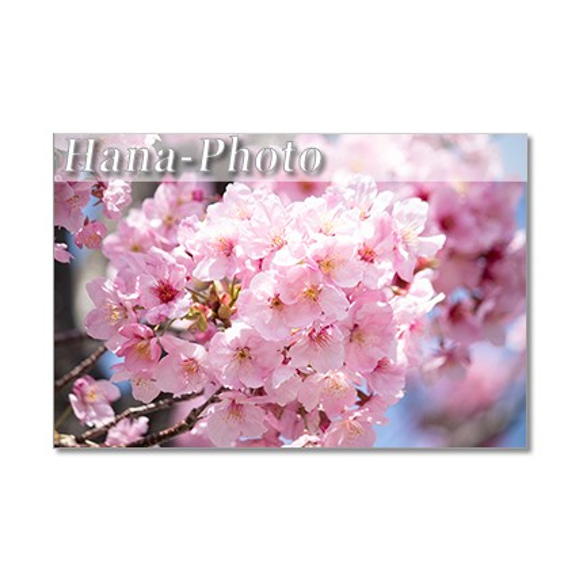 1453）枝垂れ桜、大島桜、陽光桜、スモモ、雪柳 　   ポストカード5枚組 3枚目の画像
