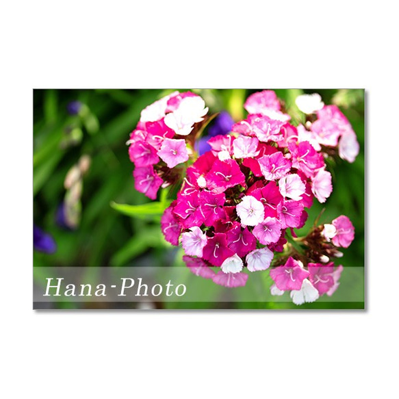 1468)ピンクの花（西洋オダマキ、金魚草、マーガレット、スイートアリッサム、ノベルナ・クラウン）   ポストカード5枚 5枚目の画像