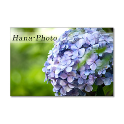 1483) 6月の青い花　アガパンサス・紫陽花　ポストカード5枚組 2枚目の画像
