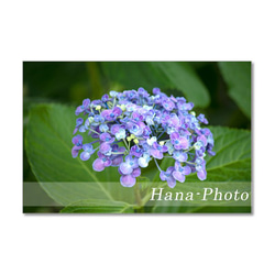 1483) 6月の青い花　アガパンサス・紫陽花　ポストカード5枚組 4枚目の画像