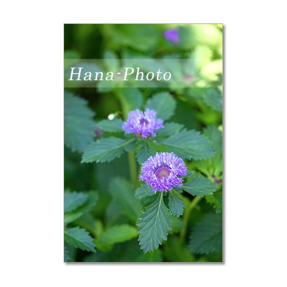 1492) 　黄色と紫の花　ポストカード5枚組 3枚目の画像