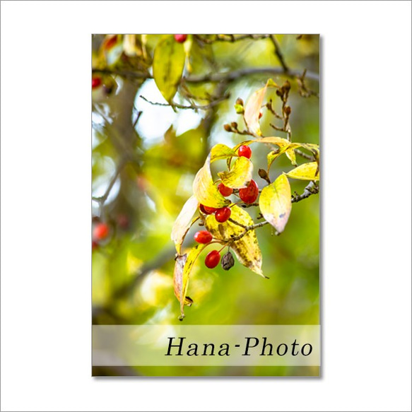 1504) 美しい秋の実たち　ポストカード5枚組 2枚目の画像