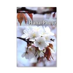 1040）桜・・・5種類のさ・く・ら    セット　5枚選べるポストカード　 4枚目の画像
