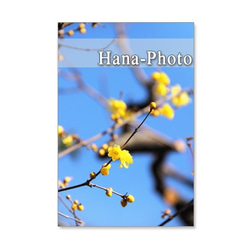 1041）春の花　蝋梅、庭梅、水仙、桜、ハナカイドウ   セット　5枚選べるポストカード 1枚目の画像