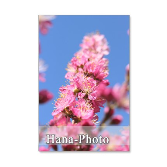 1041）春の花　蝋梅、庭梅、水仙、桜、ハナカイドウ   セット　5枚選べるポストカード 2枚目の画像