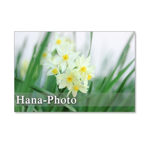 1041）春の花　蝋梅、庭梅、水仙、桜、ハナカイドウ   セット　5枚選べるポストカード 3枚目の画像