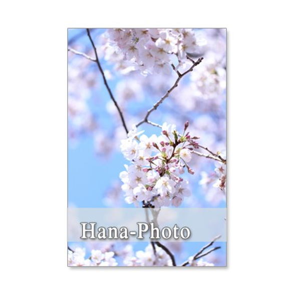 1041）春の花　蝋梅、庭梅、水仙、桜、ハナカイドウ   セット　5枚選べるポストカード 4枚目の画像