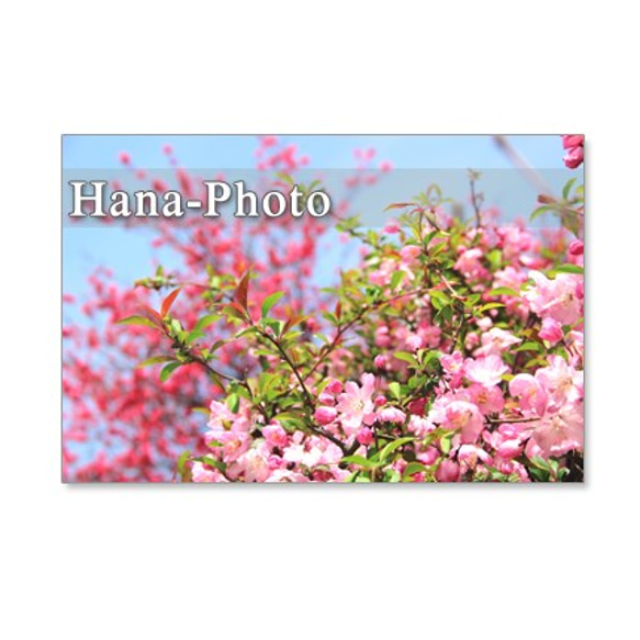 1041）春の花　蝋梅、庭梅、水仙、桜、ハナカイドウ   セット　5枚選べるポストカード 5枚目の画像