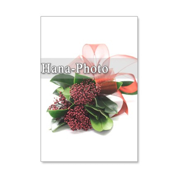 1050）可愛いスキミアの花　セット　5枚選べるポストカード 1枚目の画像