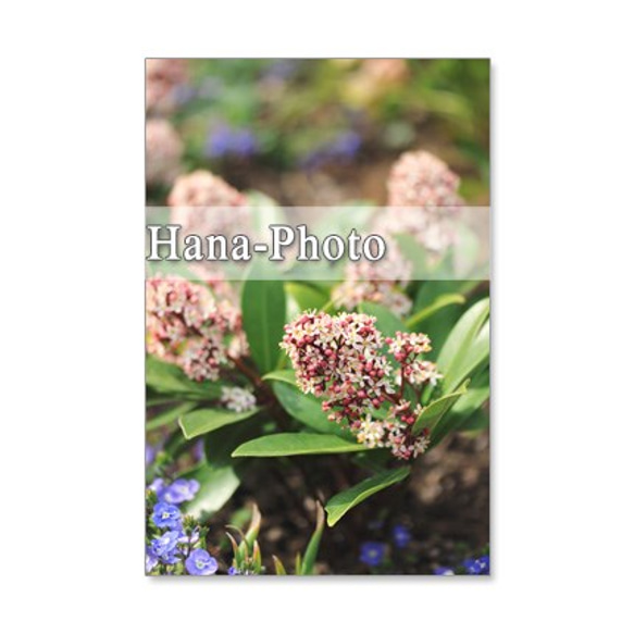 1050）可愛いスキミアの花　セット　5枚選べるポストカード 4枚目の画像