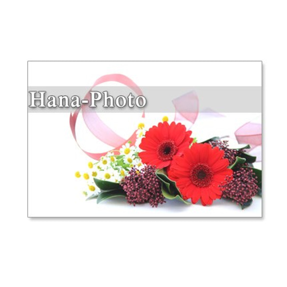 1050）可愛いスキミアの花　セット　5枚選べるポストカード 5枚目の画像