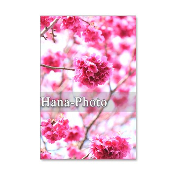 1053）緋寒桜と河津桜　セット　5枚選べるポストカード 1枚目の画像