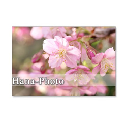 1053）緋寒桜と河津桜　セット　5枚選べるポストカード 3枚目の画像