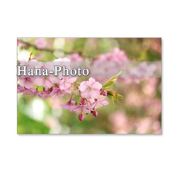 1053）緋寒桜と河津桜　セット　5枚選べるポストカード 4枚目の画像