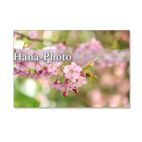 1053）緋寒桜と河津桜　セット　5枚選べるポストカード 4枚目の画像