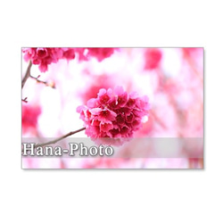 1053）緋寒桜と河津桜　セット　5枚選べるポストカード 5枚目の画像