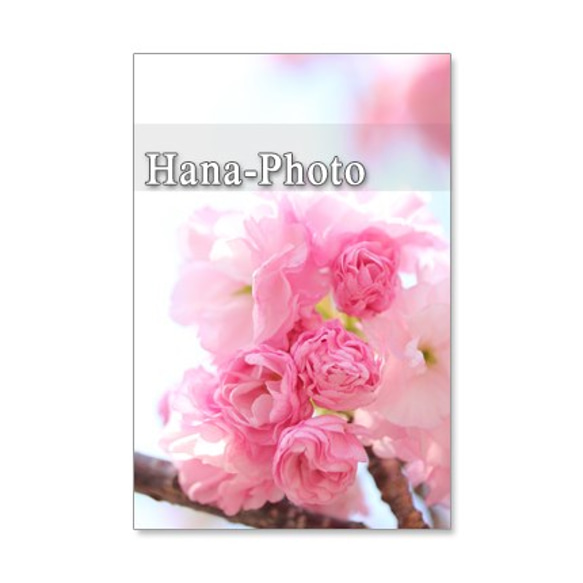 1054）ソメイヨシノと里桜カンザン　5枚選べるポストカード 4枚目の画像