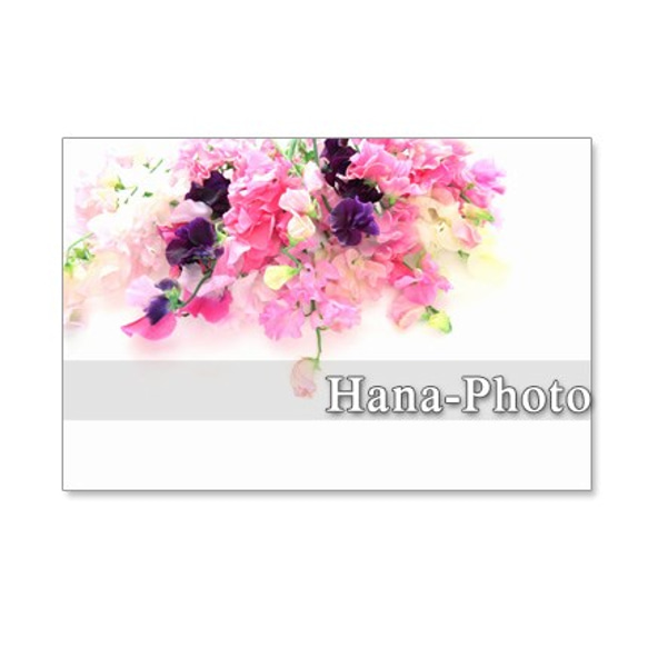 1055）ピンクの愛らしいスイトピー　　セット　5枚選べるポストカード 1枚目の画像