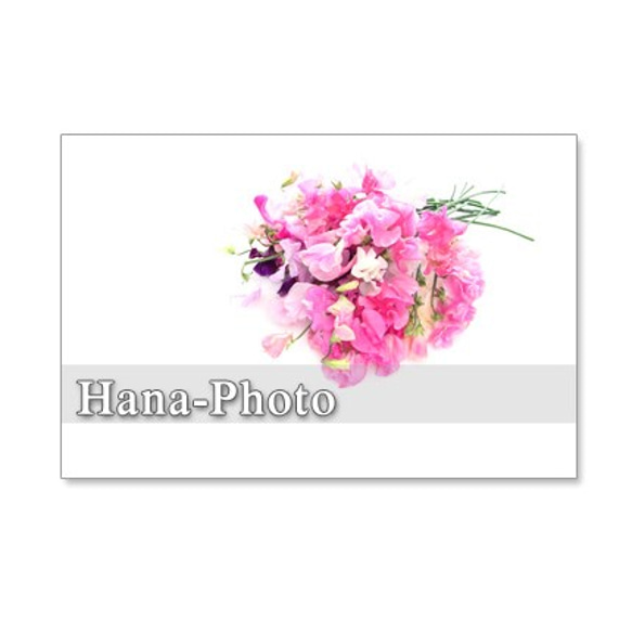 1055）ピンクの愛らしいスイトピー　　セット　5枚選べるポストカード 4枚目の画像