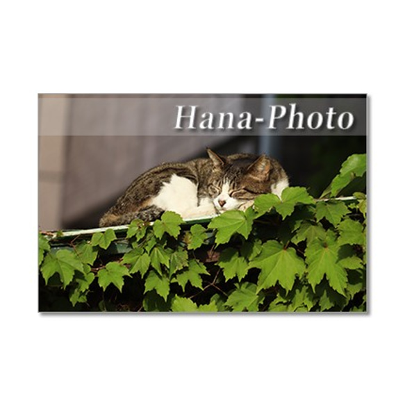 1065)　猫のストーリー　　ポストカード５枚セット 5枚目の画像