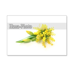 1067）春はミモザ-2　　セット　5枚選べるポストカード 5枚目の画像