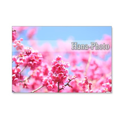 1069）緋寒桜と河津桜の艶やかな競演　ポストカード５枚セット 1枚目の画像