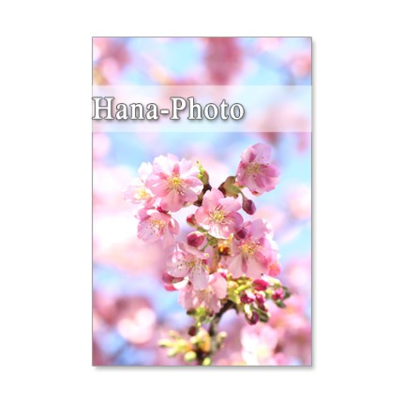 1069）緋寒桜と河津桜の艶やかな競演　ポストカード５枚セット 2枚目の画像