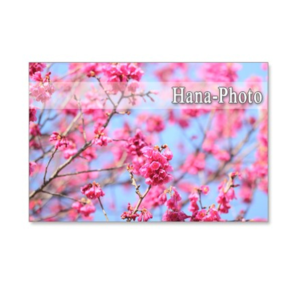1069）緋寒桜と河津桜の艶やかな競演　ポストカード５枚セット 3枚目の画像