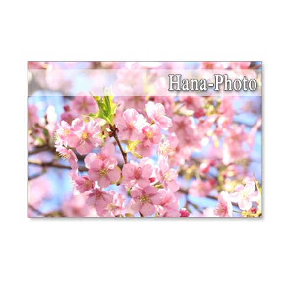 1069）緋寒桜と河津桜の艶やかな競演　ポストカード５枚セット 4枚目の画像
