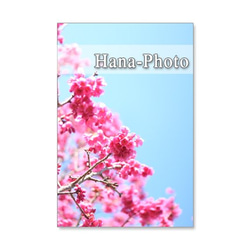 1069）緋寒桜と河津桜の艶やかな競演　ポストカード５枚セット 5枚目の画像