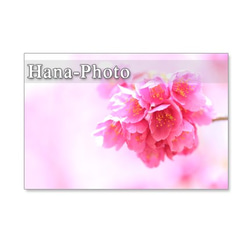 1070）緋寒桜の美しいアップ　　ポストカード５枚セット 1枚目の画像