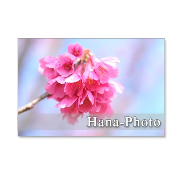 1070）緋寒桜の美しいアップ　　ポストカード５枚セット 2枚目の画像