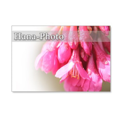 1070）緋寒桜の美しいアップ　　ポストカード５枚セット 3枚目の画像