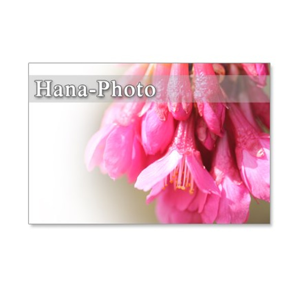 1070）緋寒桜の美しいアップ　　ポストカード５枚セット 3枚目の画像