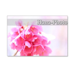 1070）緋寒桜の美しいアップ　　ポストカード５枚セット 4枚目の画像