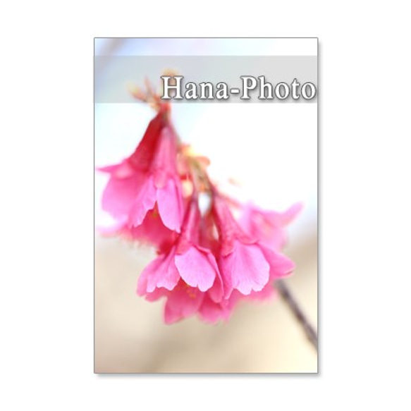 1070）緋寒桜の美しいアップ　　ポストカード５枚セット 5枚目の画像