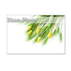1072）花麦とチューリップ　爽やかな黄色の春　　　ポストカード５枚セット 1枚目の画像