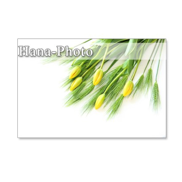 1072）花麦とチューリップ　爽やかな黄色の春　　　ポストカード５枚セット 1枚目の画像