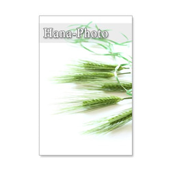 1072）花麦とチューリップ　爽やかな黄色の春　　　ポストカード５枚セット 2枚目の画像