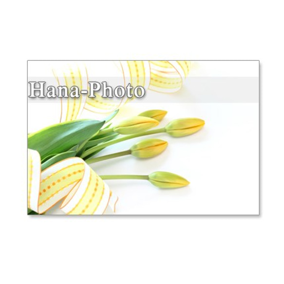 1072）花麦とチューリップ　爽やかな黄色の春　　　ポストカード５枚セット 4枚目の画像