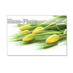 1072）花麦とチューリップ　爽やかな黄色の春　　　ポストカード５枚セット 5枚目の画像