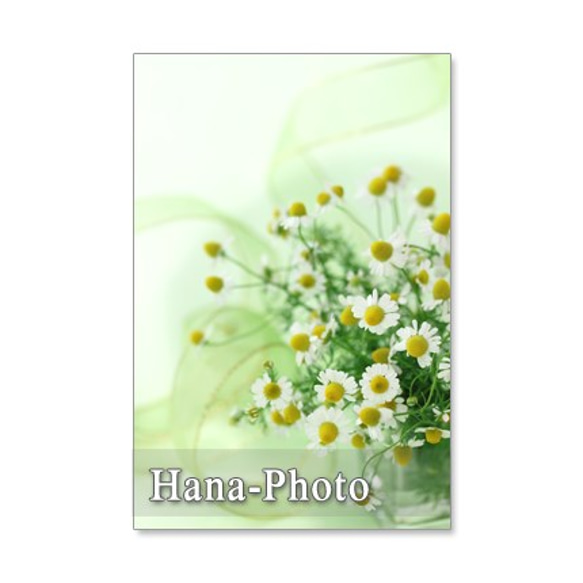 1082)　ハーブカモミールのセット　　5枚選べるポストカード 2枚目の画像
