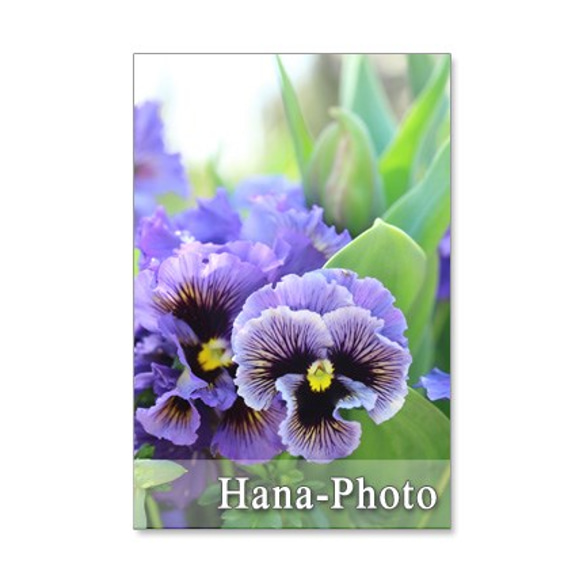 1083)　フリフリパンジーとチューリップなど春の花　　ポストカード5枚組 1枚目の画像