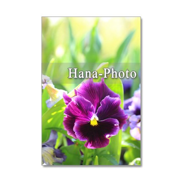 1083)　フリフリパンジーとチューリップなど春の花　　ポストカード5枚組 5枚目の画像