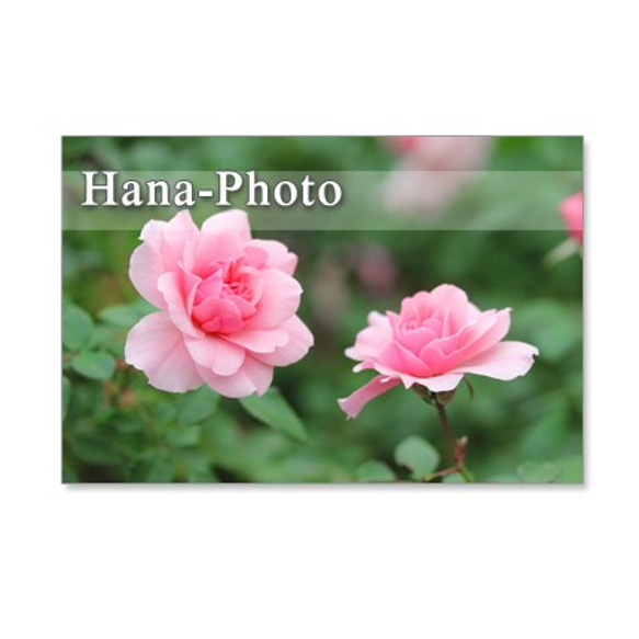 1088) 美しいバラ　   ポストカード５枚セット 1枚目の画像