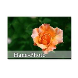 1088) 美しいバラ　   ポストカード５枚セット 2枚目の画像
